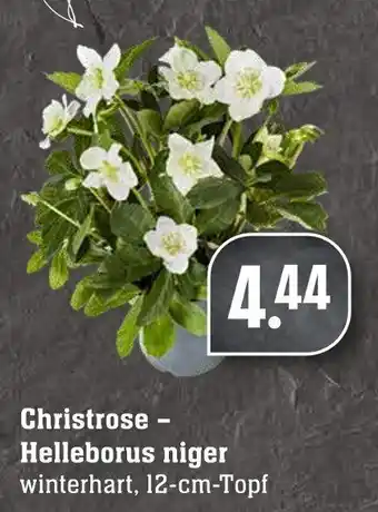 Edeka Neukauf Christrose Helleborus niger Angebot