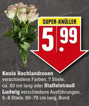 Edeka Neukauf Kenia Hochlandrosen oder Staffelstrauß Ludwig Angebot