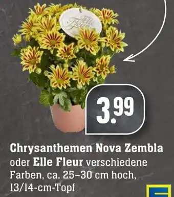 Edeka Neukauf Chrysanthemen Nova Zembla oder Elle Fleur Angebot