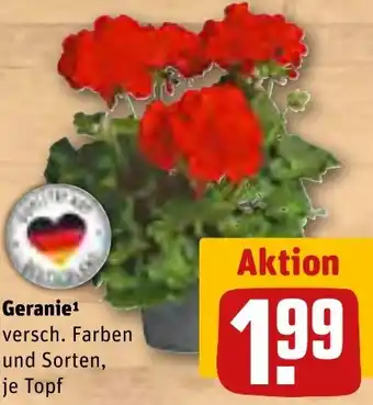 REWE Geranie Angebot