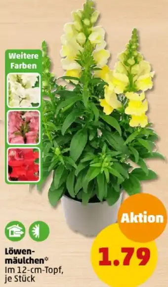 PENNY Löwenmäulchen Angebot