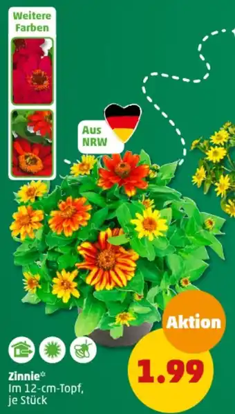 PENNY Zinnie Angebot