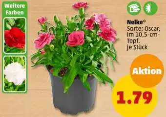 PENNY Nelke Angebot