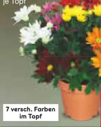 Netto Marken-Discount Chrysanthemen Angebot