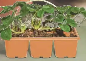 Netto Marken-Discount Erdbeerpflanzen Angebot