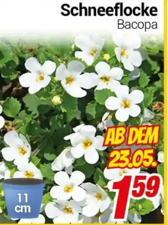 CENTERSHOP Schneeflocke Васора Angebot