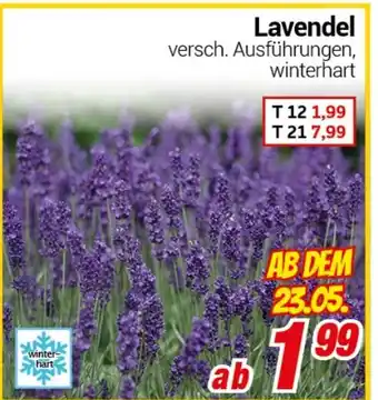 CENTERSHOP Lavendel Angebot