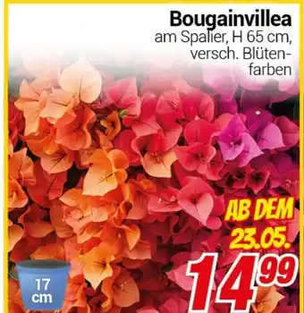 CENTERSHOP Bougainvillea Angebot