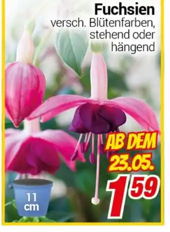 CENTERSHOP Fuchsien Angebot