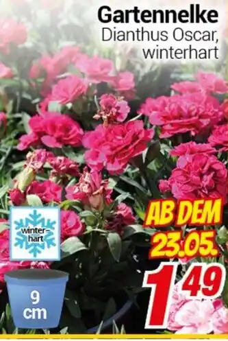 CENTERSHOP Gartennelke Angebot