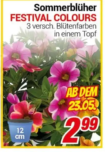 CENTERSHOP Sommerblüher FESTIVAL COLOURS Angebot