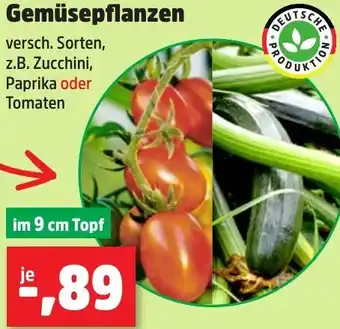 Thomas Philipps Gemüsepflanzen Angebot