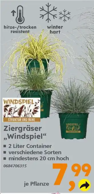 Globus Baumarkt Ziergräser „Windspiel" Angebot