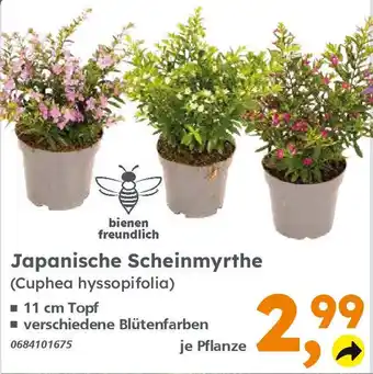 Globus Baumarkt Japanische Scheinmyrthe (Cuphea hyssopifolia) Angebot