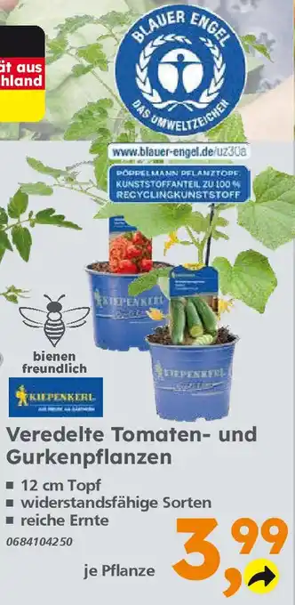 Globus Baumarkt KIEPENKERL Veredelte Tomaten- und Gurkenpflanzen Angebot