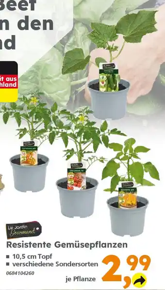 Globus Baumarkt Resistente Gemüsepflanzen Angebot