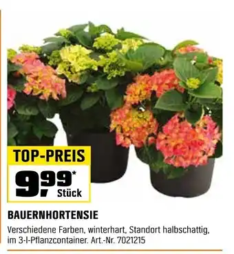 OBI BAUERNHORTENSIE Angebot