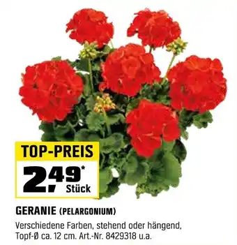 OBI GERANIE (PELARGONIUM) Angebot