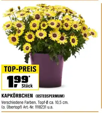 OBI KAPKÖRBCHEN (OSTEOSPERMUM) Angebot