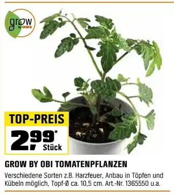 OBI GROW BY OBI TOMATENPFLANZEN Angebot