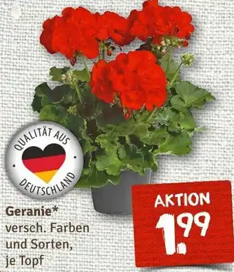 nahkauf Geranie Angebot