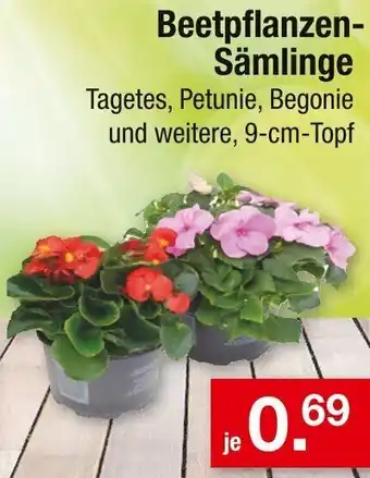Zimmermann Beetpflanzen Sämlinge Angebot