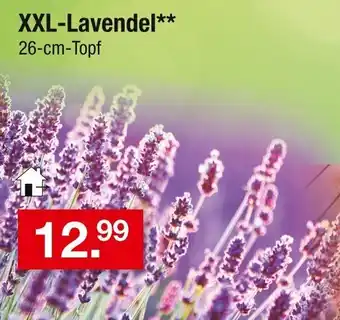 Zimmermann XXL-Lavendel Angebot