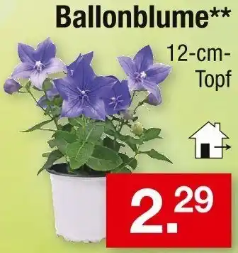 Zimmermann Ballonblume Angebot