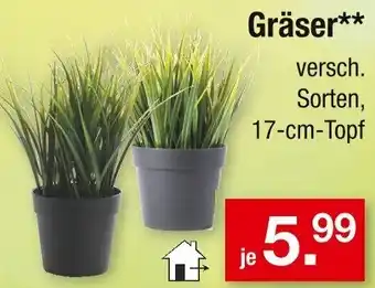 Zimmermann Gräser Angebot