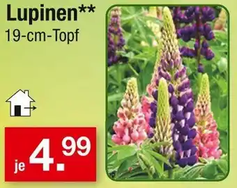 Zimmermann Lupinen Angebot