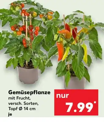 Kaufland Gemüsepflanze Angebot