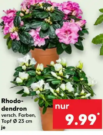 Kaufland Rhodo- dendron Angebot
