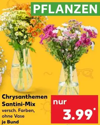 Kaufland Chrysanthemen Santini-Mix Angebot