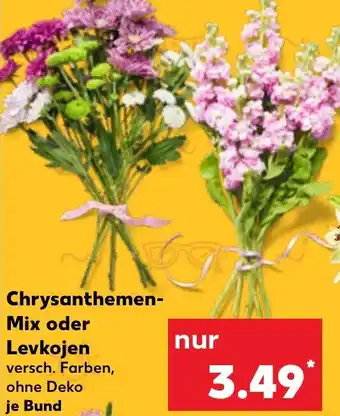 Kaufland Chrysanthemen Mix oder Levkojen Angebot