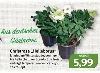 Feneberg Christrose Helleborus Angebot