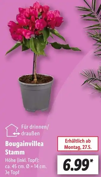 Lidl Bougainvillea Stamm Angebot