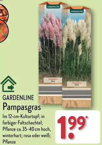 Aldi Nord GARDENLINE Pampasgras Angebot