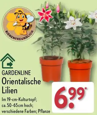 Aldi Nord GARDENLINE Orientalische Lilien Angebot