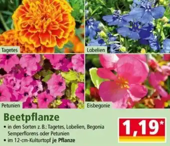 Norma Beetpflanze Angebot