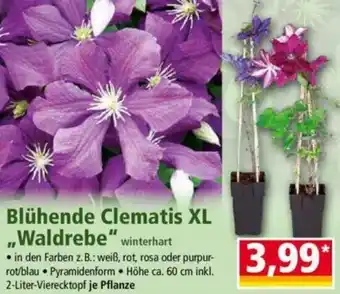 Norma Blühende Clematis XL ,,Waldrebe" Angebot