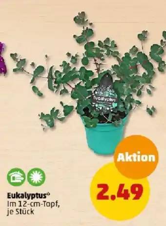 PENNY Eukalyptus Angebot