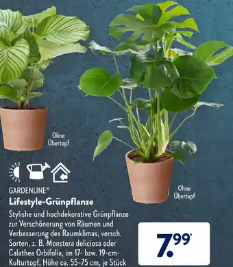 Aldi Süd Gardenline Lifestyle Grünpflanze Angebot