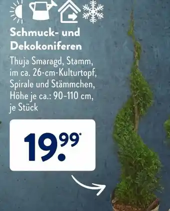 Aldi Süd Schmuck und Dekokoniferen Angebot