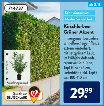 Aldi Süd Kirschlorbeer Grüner Akzent Angebot