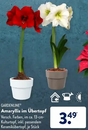 Aldi Süd Gardenline Amaryllis im übertopf Angebot