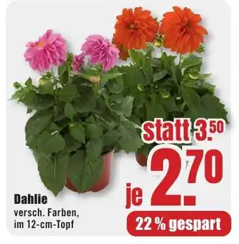 B1 Discount Baumarkt Dahlie Angebot