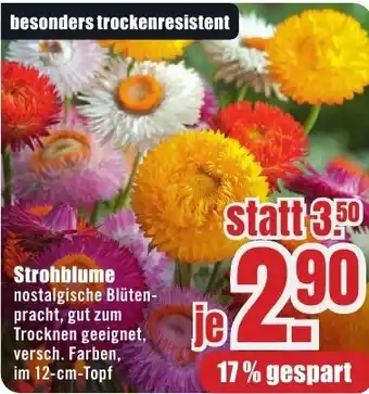 B1 Discount Baumarkt Strohblume Angebot