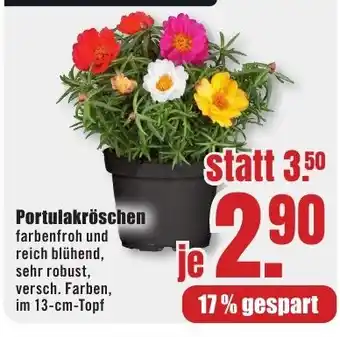 B1 Discount Baumarkt Portulakröschen Angebot