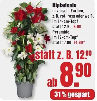 B1 Discount Baumarkt Dipladenie Angebot