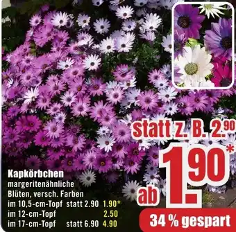 B1 Discount Baumarkt Kapkörbchen Angebot